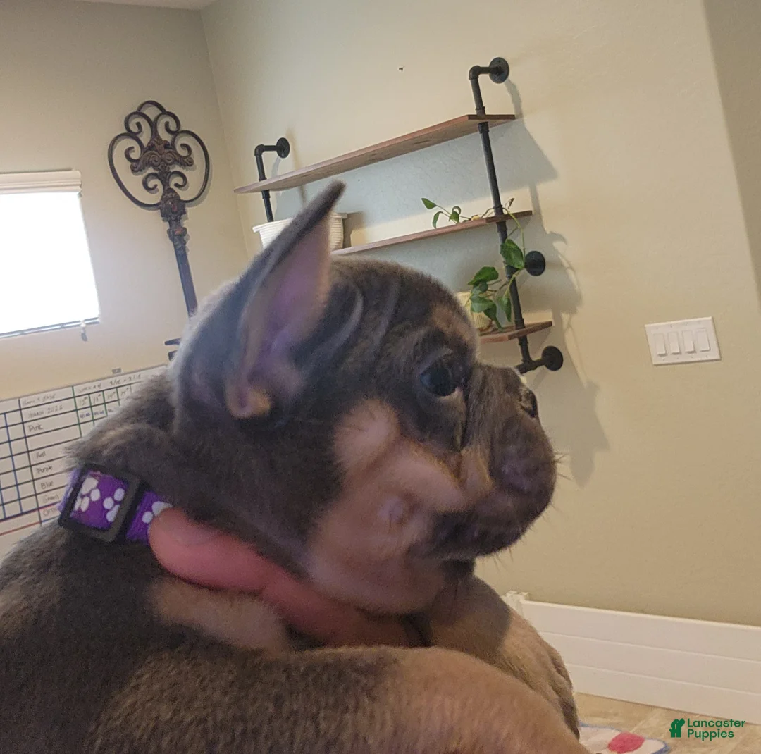 French Bulldog dogs for sale: French Bulldog Purple Pup - Ad 1