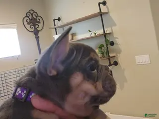 French Bulldog dogs French Bulldog Purple Pup - Ad 34