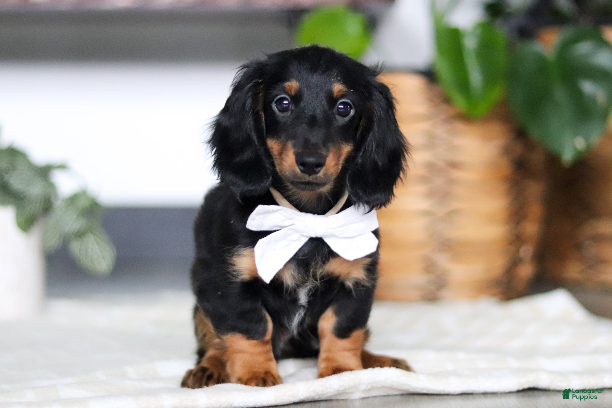 Miniature Dachshund dogs Buddy - Ad 1