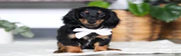 Miniature Dachshund dogs for sale: Buddy - Ad 1