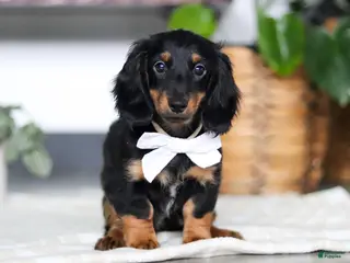 Miniature Dachshund dogs for sale: Buddy - Ad 4