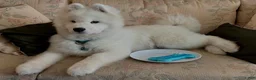 Samoyed dogs for sale: Hudson - Ad 5