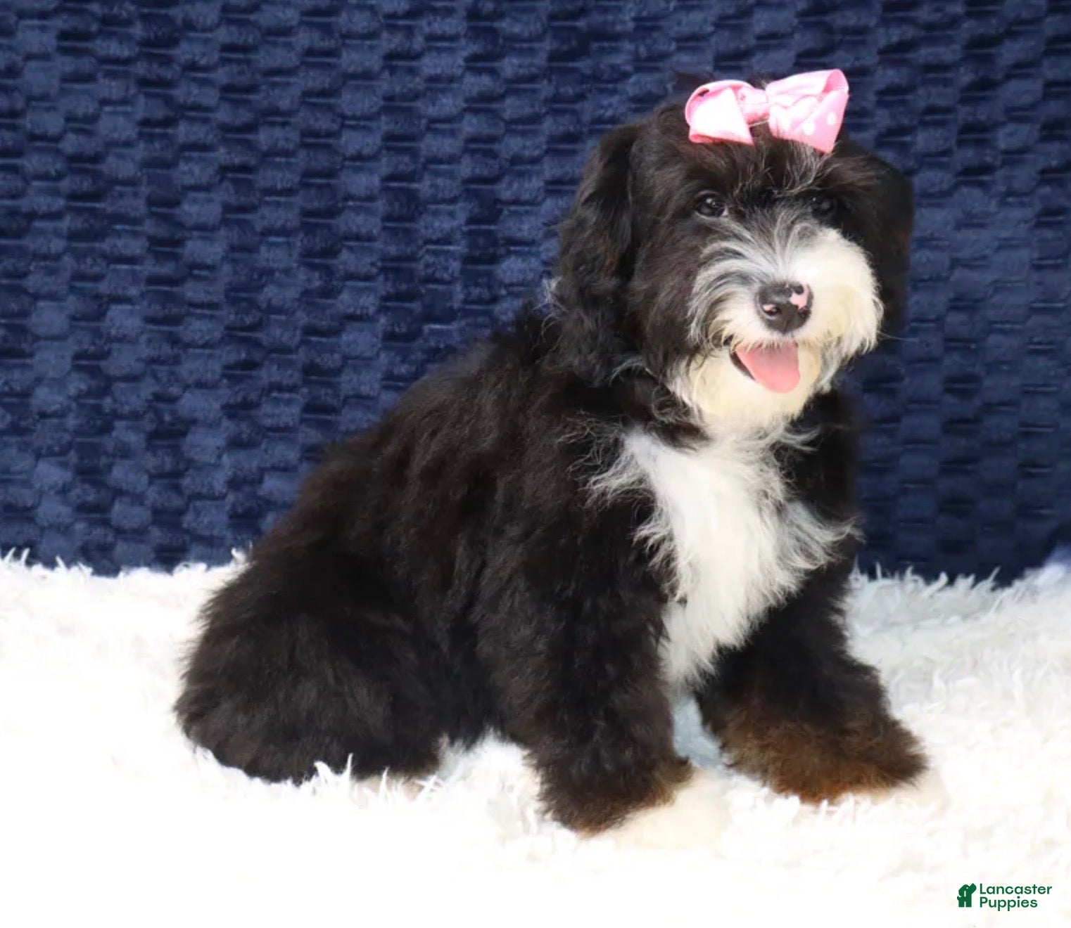 Mini Bernedoodle dogs Alexa - Ad 1