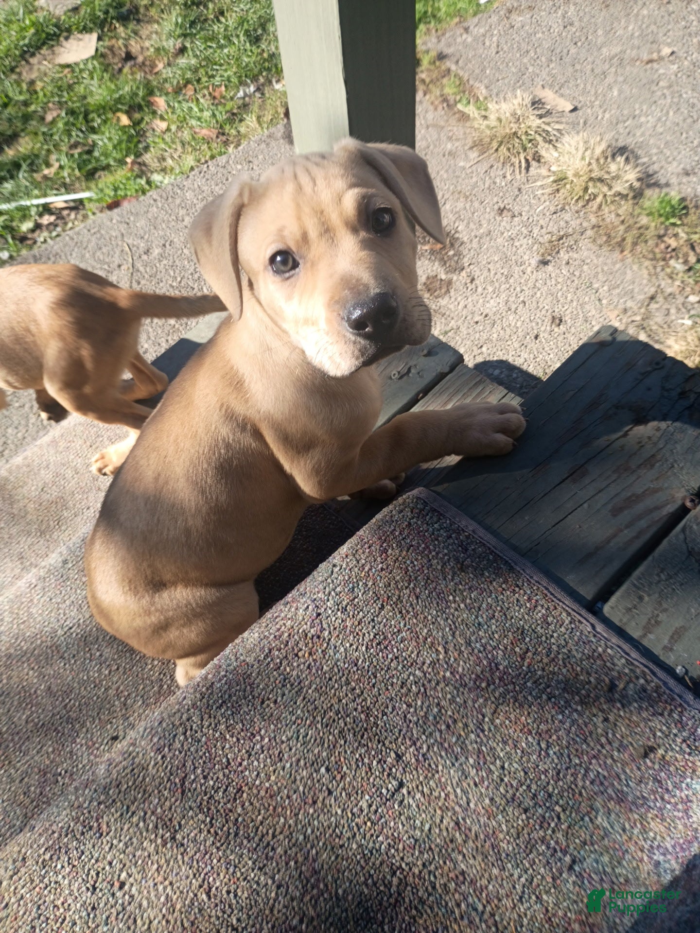 Mixed Breed dogs for sale: Blacknose Male 1 - Ad 29