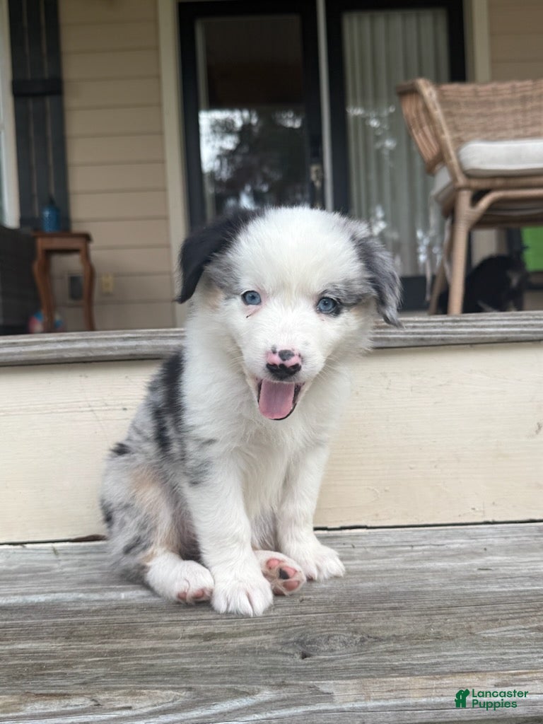 Miniature Australian Shepherd dogs for sale: SIERRA- (Yellow Collar) - Ad 2