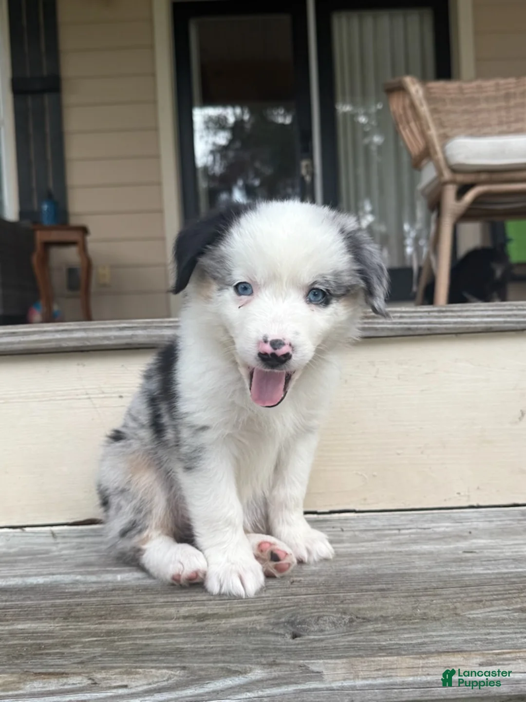 Miniature Australian Shepherd dogs for sale: SIERRA- (Yellow Collar) - Ad 1