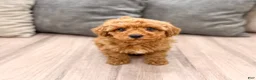 Miniature Poodle dogs for sale: Cinnamon - Ad 1