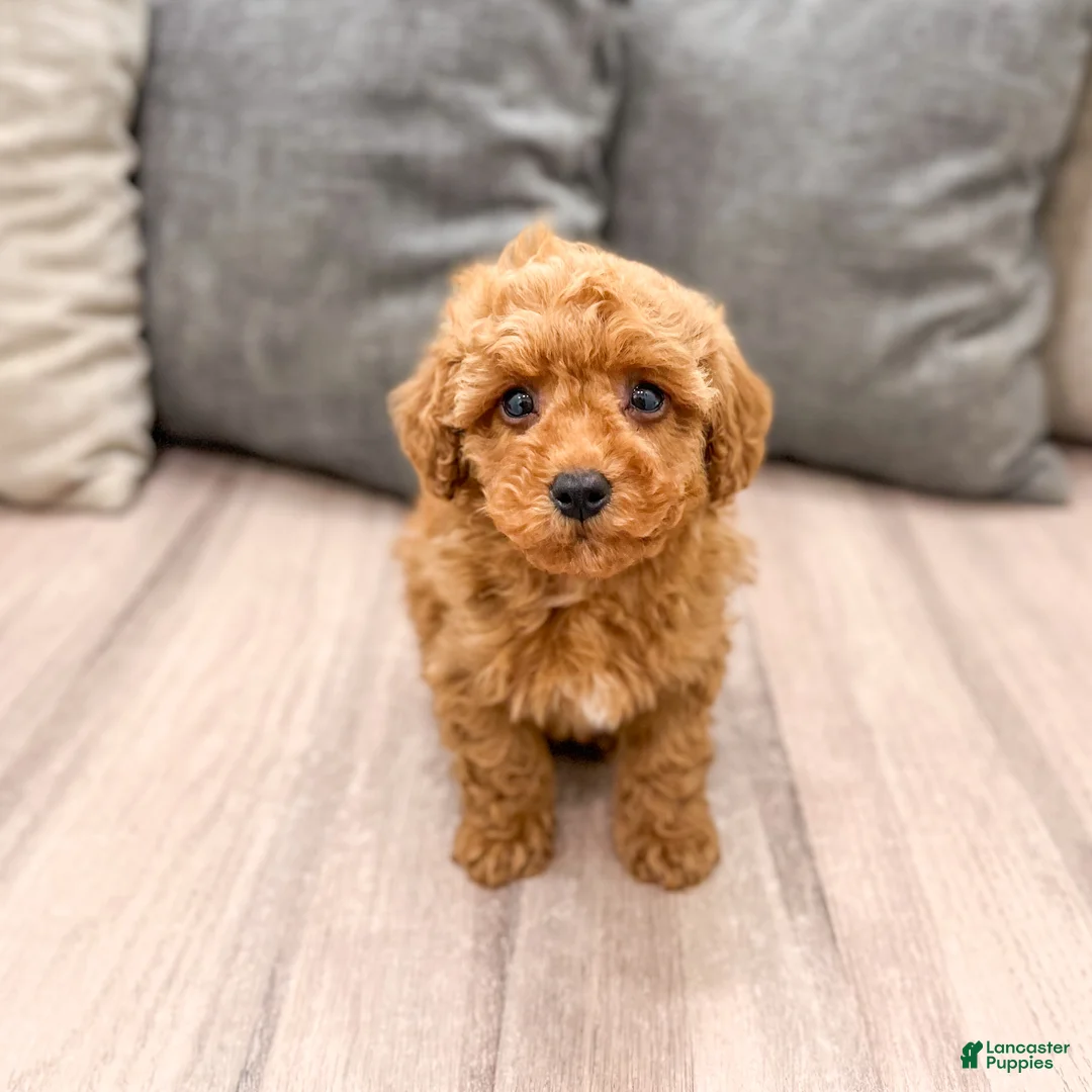 Miniature Poodle dogs for sale: Cinnamon - Ad 1