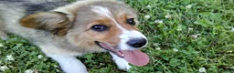 Mixed Breed dogs for sale: Toby - Ad 1