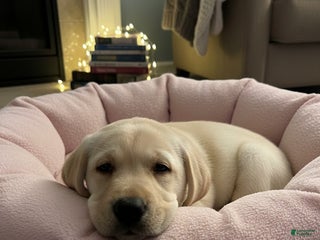 Labrador Retriever dogs Noel - Ad 38