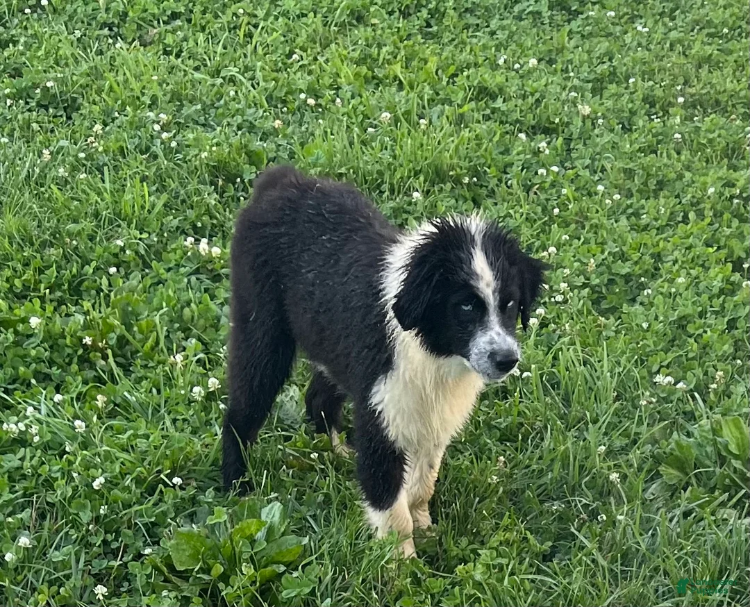Australian Shepherd dogs for sale: Australian Shepherd Puppy 2 - Ad 9