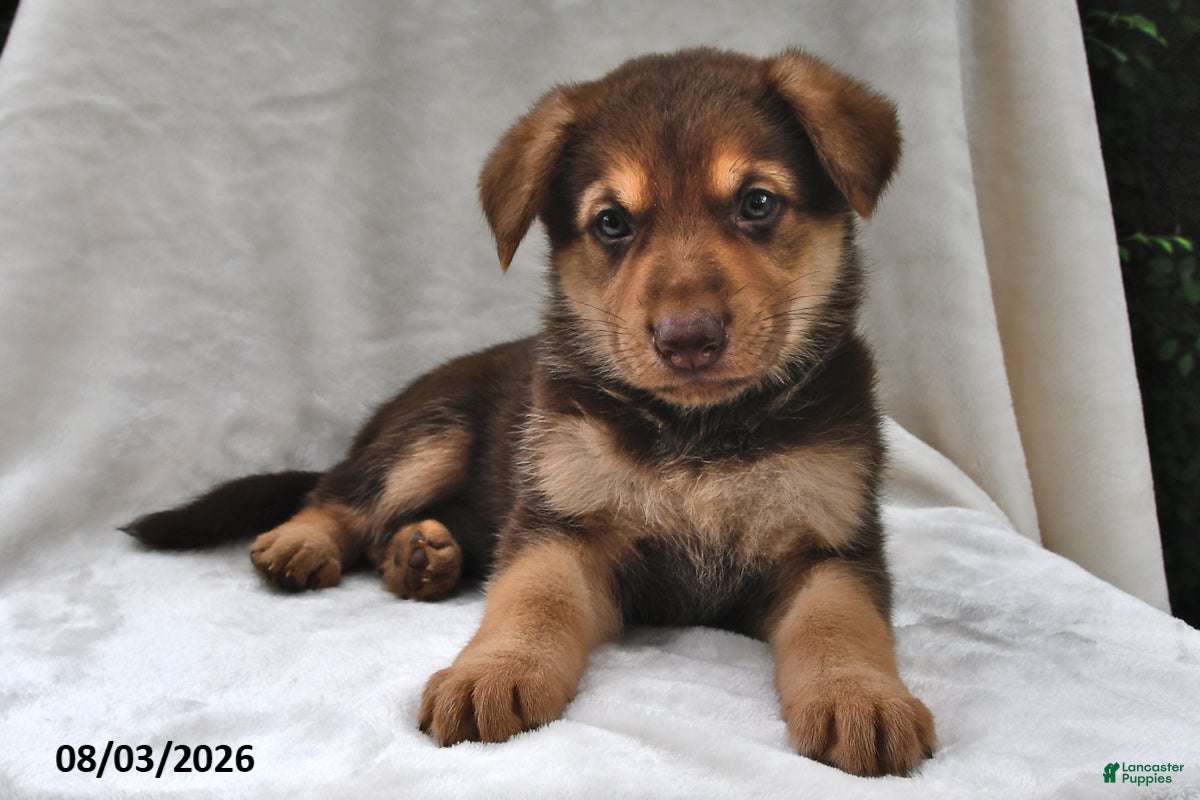 German Shepherd dogs Cocoa - Ad 2