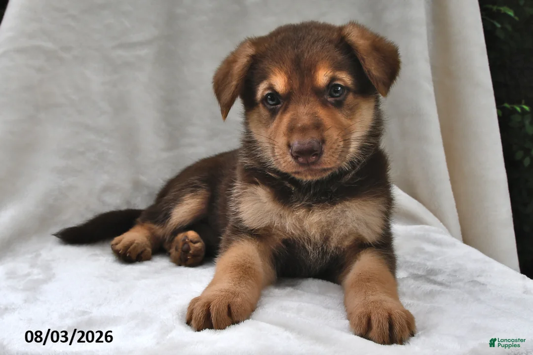 German Shepherd dogs for sale: Cocoa - Ad 2