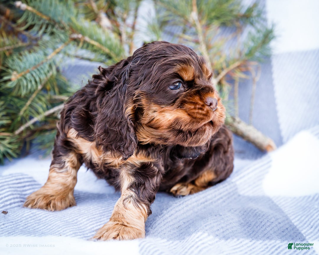 Cocker Spaniel dogs for sale: Polly - Ad 7
