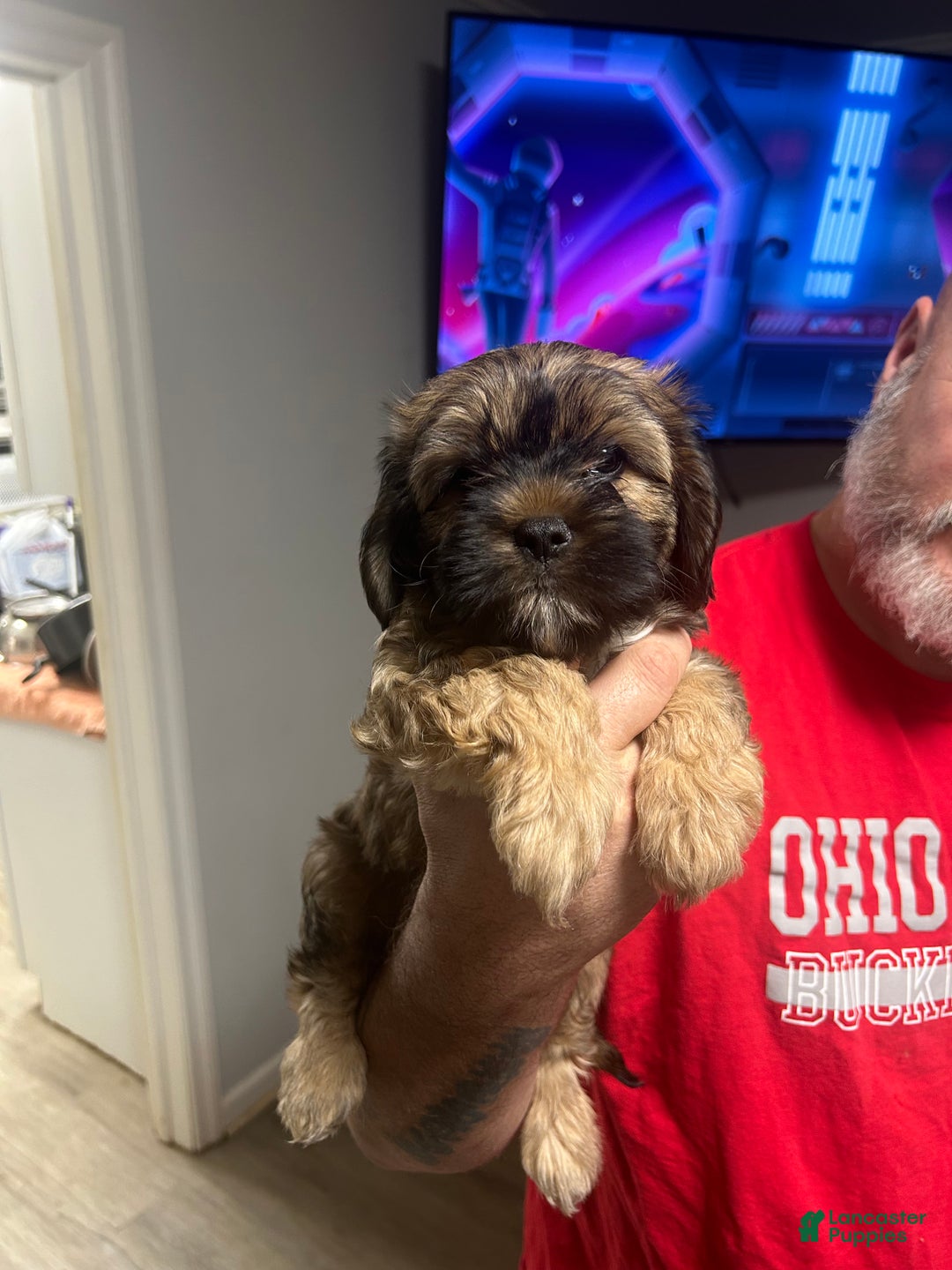 Shih Tzu dogs for sale: Teddy Bear Puppy 1 - Ad 3