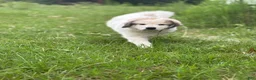 Great Pyrenees dogs for sale: HARRY - Ad 2