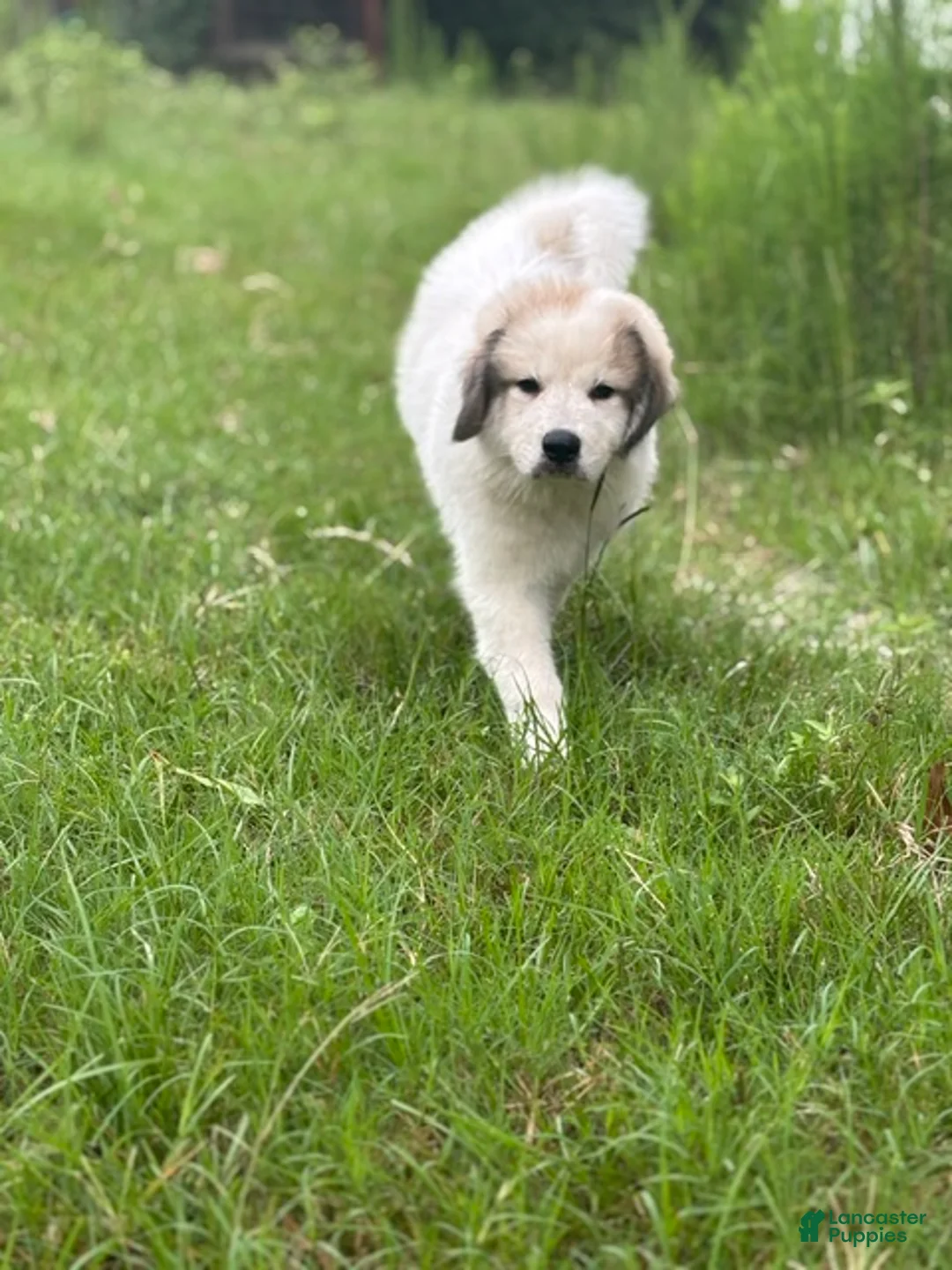 Great Pyrenees dogs for sale: HARRY - Ad 2