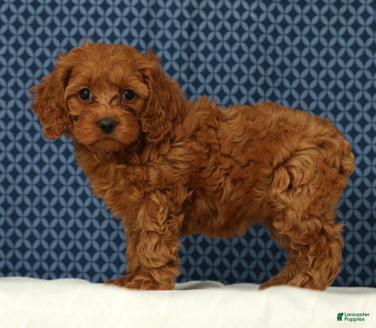 Cockapoo dogs Princess - Ad 1