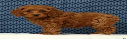 Cockapoo dogs for sale: Princess - Ad 1