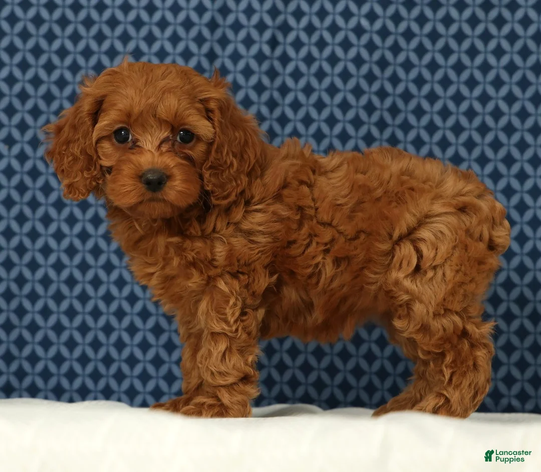Cockapoo dogs for sale: Princess - Ad 1