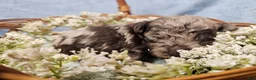 Mini Goldendoodle dogs for sale: Nutmeg - Ad 5