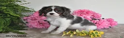 Cavalier King Charles Spaniel dogs for sale: Bella - Ad 1