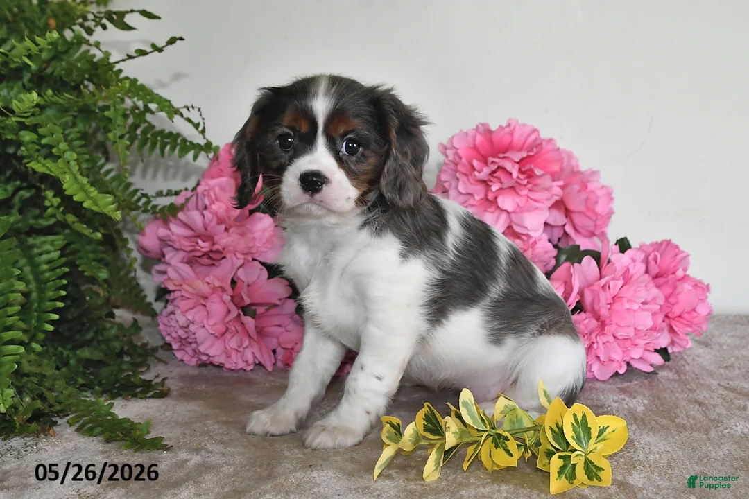 Cavalier King Charles Spaniel dogs for sale: Bella - Ad 1