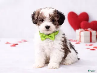 Miniature Poodle dogs 💚🤎 Spencer 🤎💚 - Ad 12
