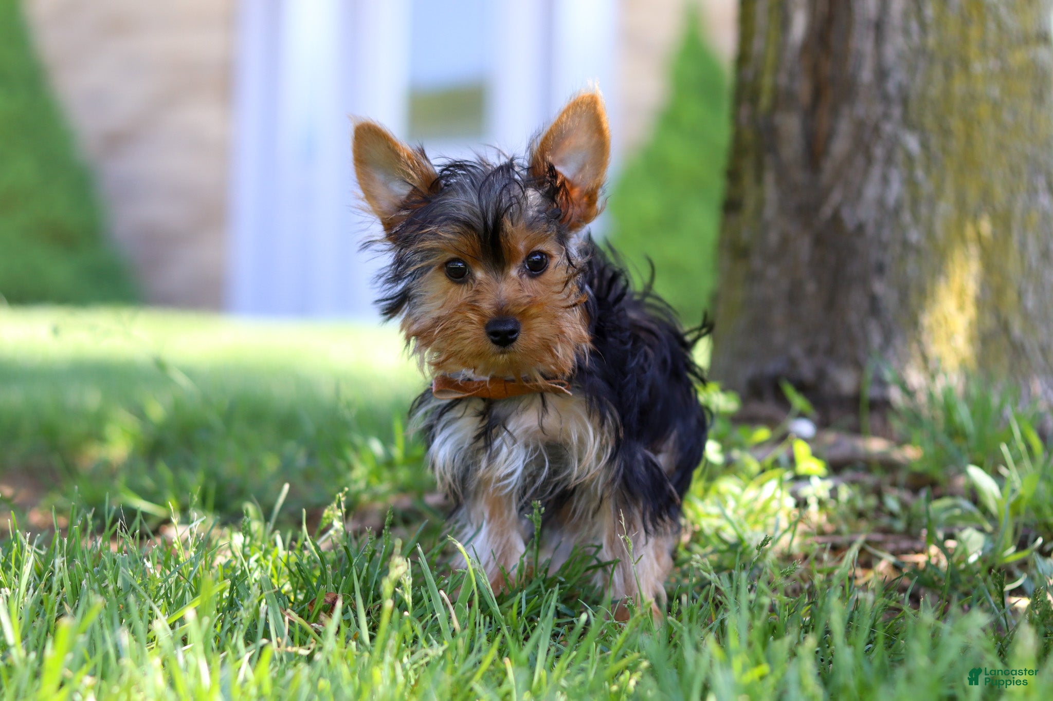 Yorkshire Terrier dogs Connor - Ad 2