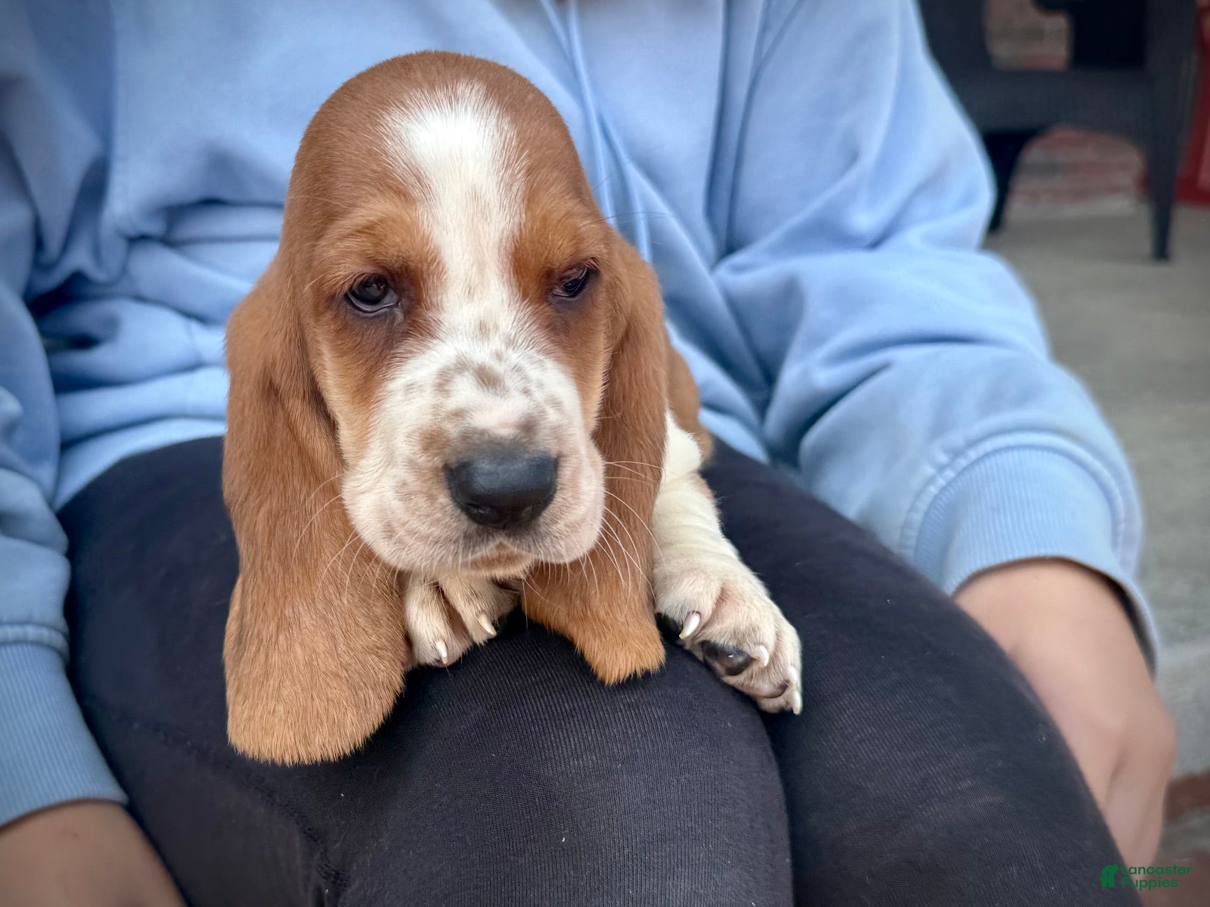 Basset Hound dogs Scarlett - Ad 1