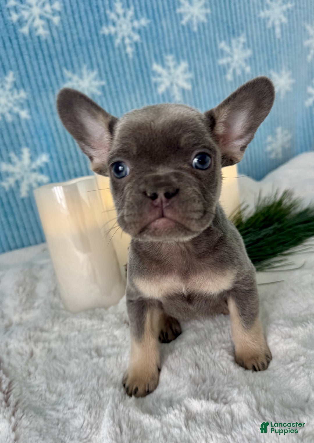 French Bulldog dogs for sale: Dexter - Ad 2