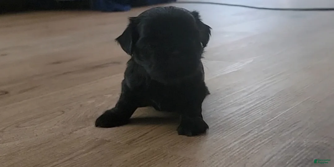 Shih Tzu dogs for sale: Onyx - Ad 2