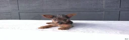 Yorkshire Terrier dogs for sale: Gracie - Ad 4