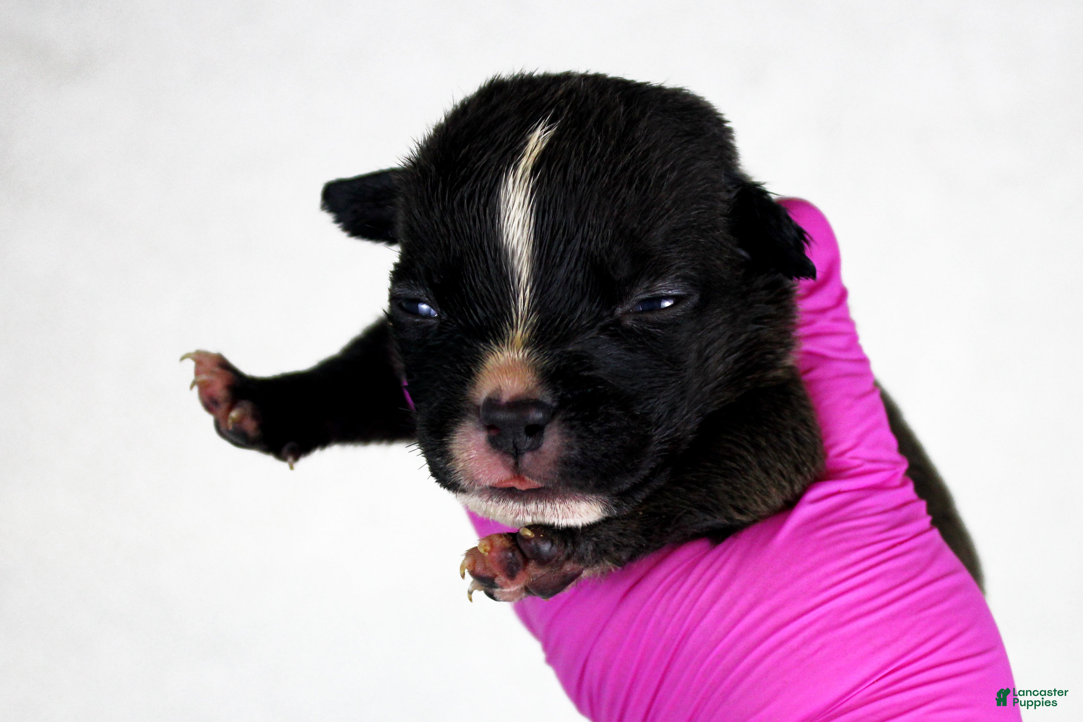 American Bully dogs Black Male - Ad 2