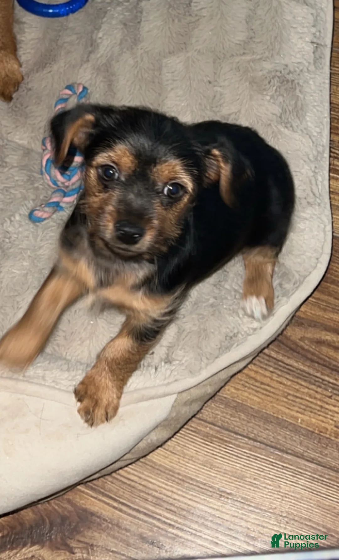 Mixed Breed dogs for sale: Mixed Breed 1 - Ad 1