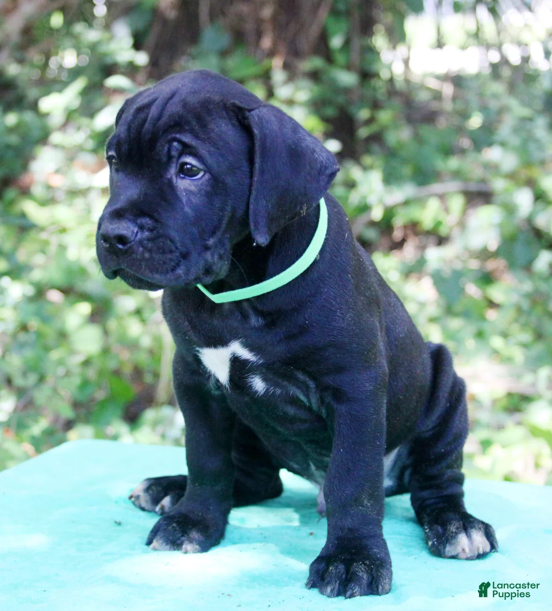 Cane Corso dogs for sale: Hendrix - Ad 1