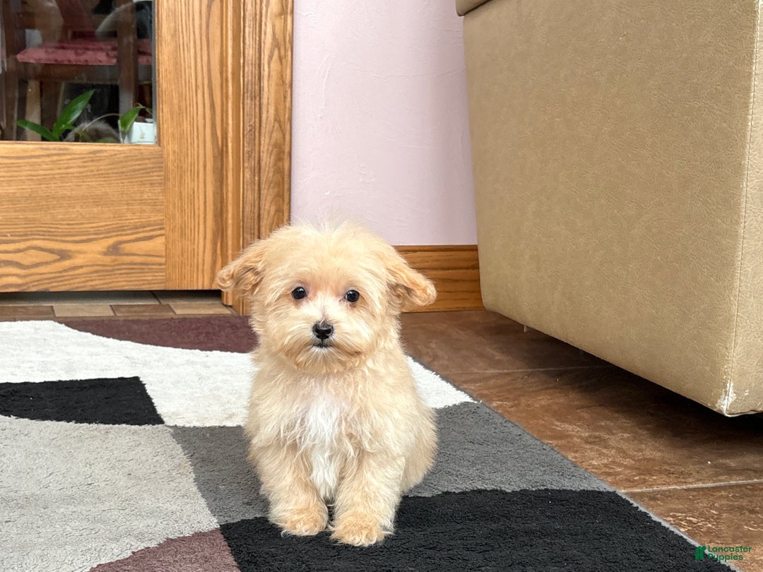 Maltipoo dogs for sale: Maltipoo Male Puppy 1 - Ad 6