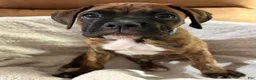 Boxer dogs for sale: Blue - Ad 3