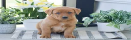 Labrador Retriever dogs for sale: Russell - Ad 1