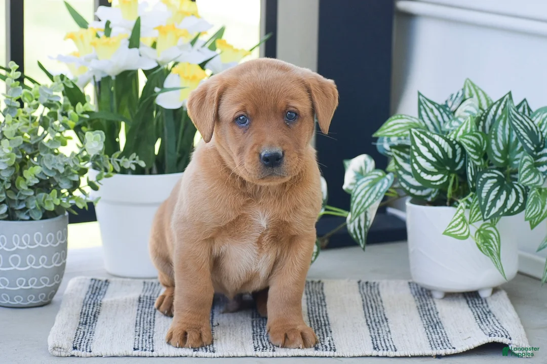 Labrador Retriever dogs for sale: Russell - Ad 1
