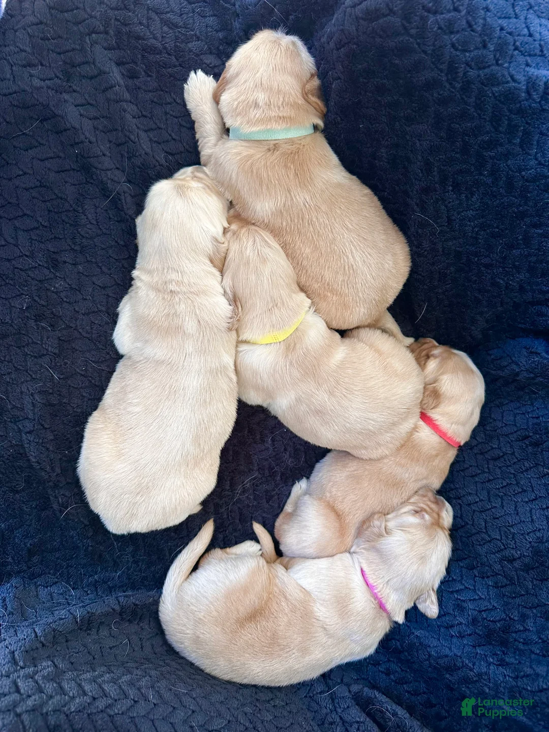 Golden Retriever dogs for sale: The Charlie Brown girls - Ad 6