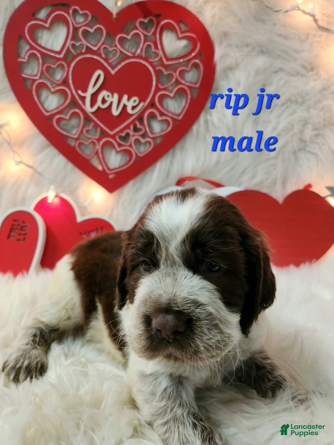 English Springer Spaniel dogs for sale: Rip Jr - Ad 1