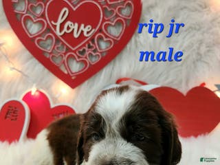 English Springer Spaniel dogs Rip Jr - Ad 37