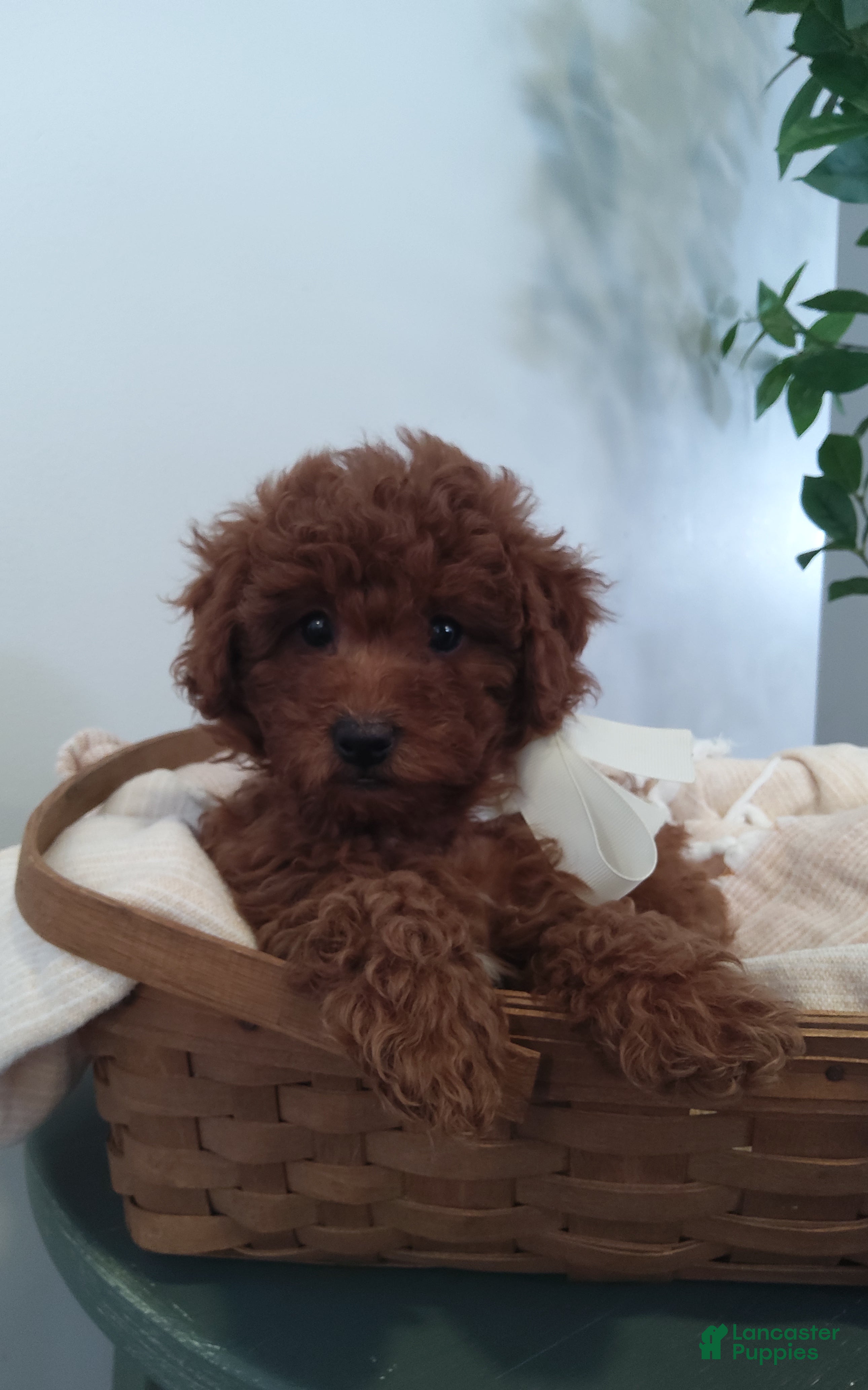 Miniature Poodle dogs Miniature Poodle Puppy 3 - Ad 1