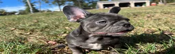 French Bulldog dogs for sale: Bloom  - Ad 7