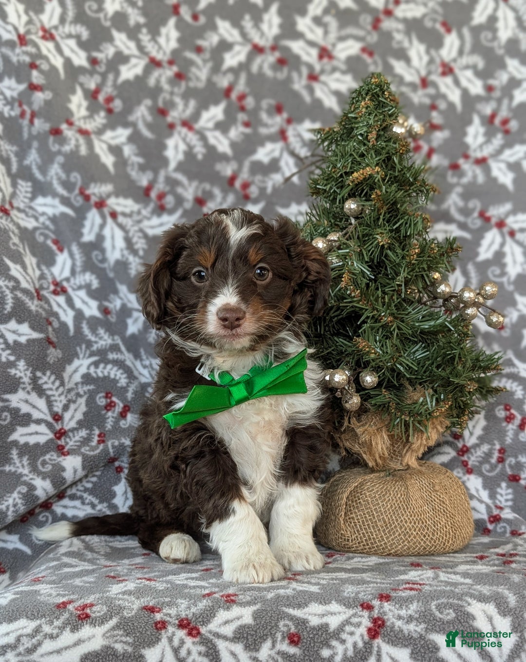 Mixed Breed dogs for sale: Barrett - Ad 1