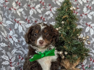 Mixed Breed dogs Barrett - Ad 4