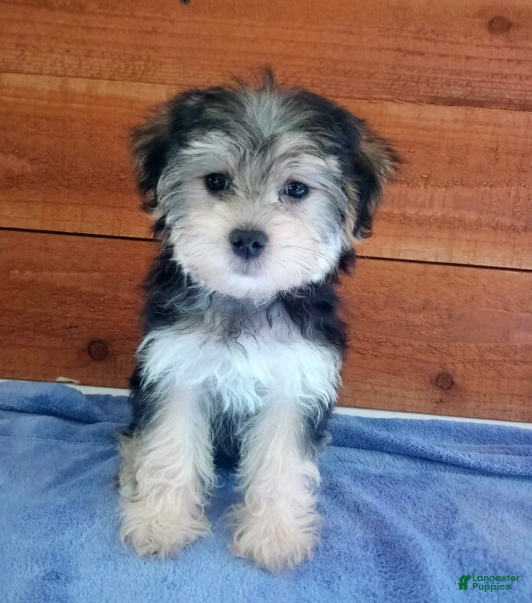 Morkie dogs for sale: Princess - Ad 1