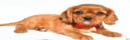 Cavalier King Charles Spaniel dogs for sale: Elmo - Ad 2
