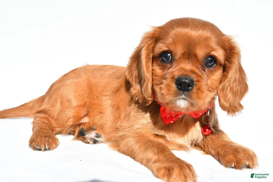 Cavalier King Charles Spaniel dogs for sale: Elmo - Ad 2